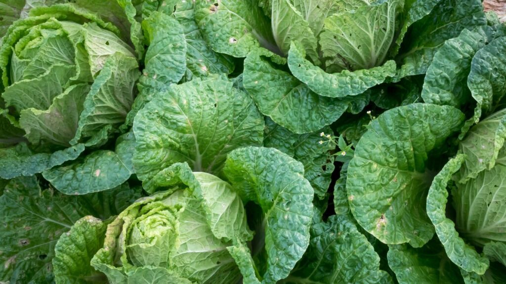 Healthiest Leafy Greens You Better Be Eating 2 healthiest leafy greens