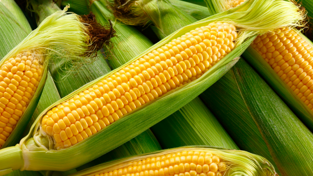 how to cook corn on the cob